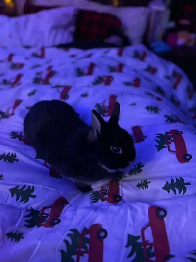 bunny rabbit fs or ft , View more