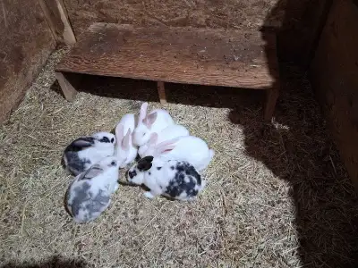 Meat Rabbits , View more
