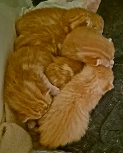Extra Playful Pure Orange Kittens, View more