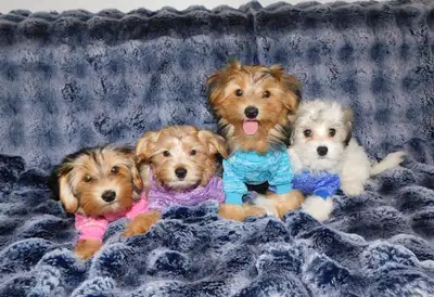 Morkie puppies mixe, View more