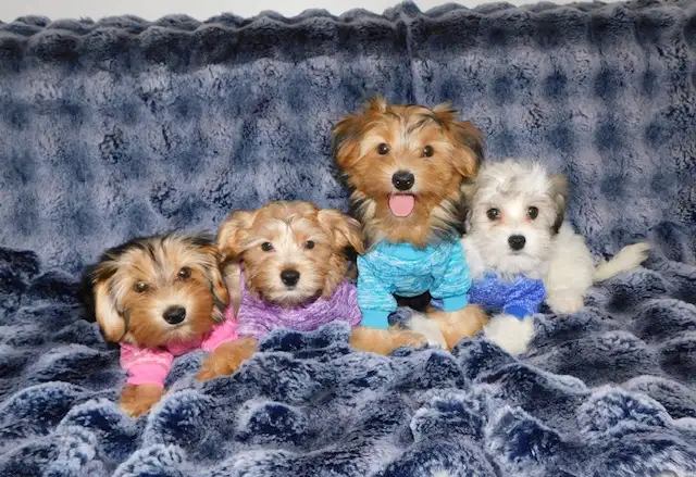 Morkie puppies mixe in Dogs & Puppies for Rehoming in City of Toronto - Image 2