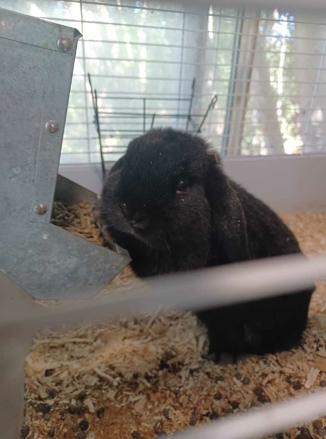 Purebreed Holland lop  in Small Animals for Rehoming in Stratford - Image 2
