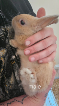 7 baby bunnies for sale