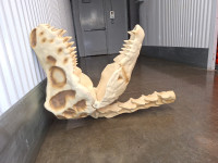 T Rex Skull Decoration