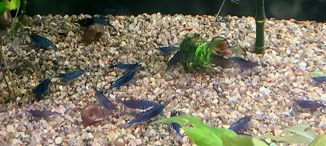 Blue dream shrimp in Fish for Rehoming in Guelph - Image 3
