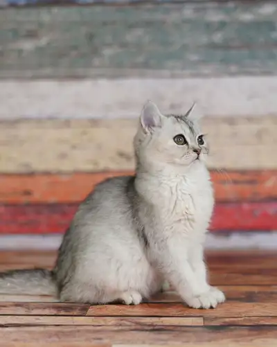 British short hair 600$, View more