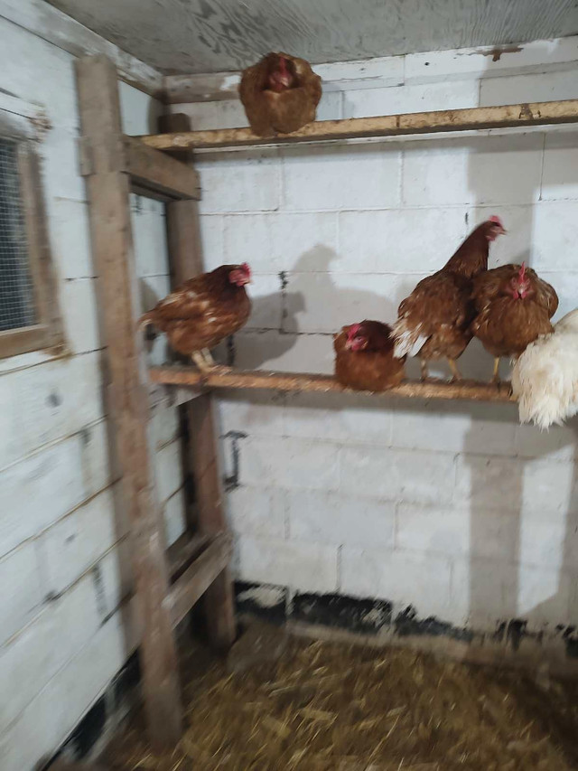 Hens for sale in Livestock in Belleville - Image 2