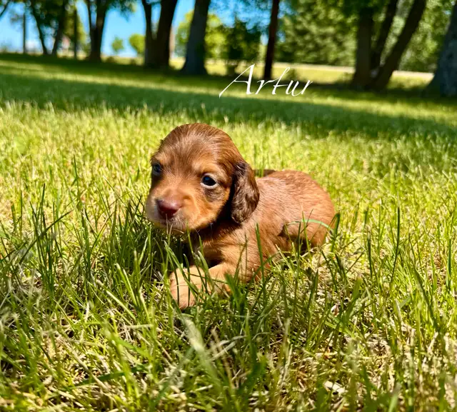 Dachshund puppies in Dogs & Puppies for Rehoming in St. Albert - Image 8