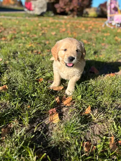 Purebred Golden Retriever Puppies, View more