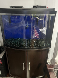 Free fish tank 