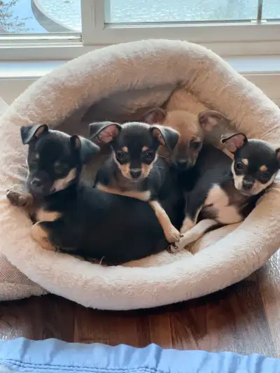 Adorable Female Chihuahua Puppies Vet Checked Edmonton , View more