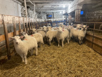 21 Suffolk dorset ewe lambs