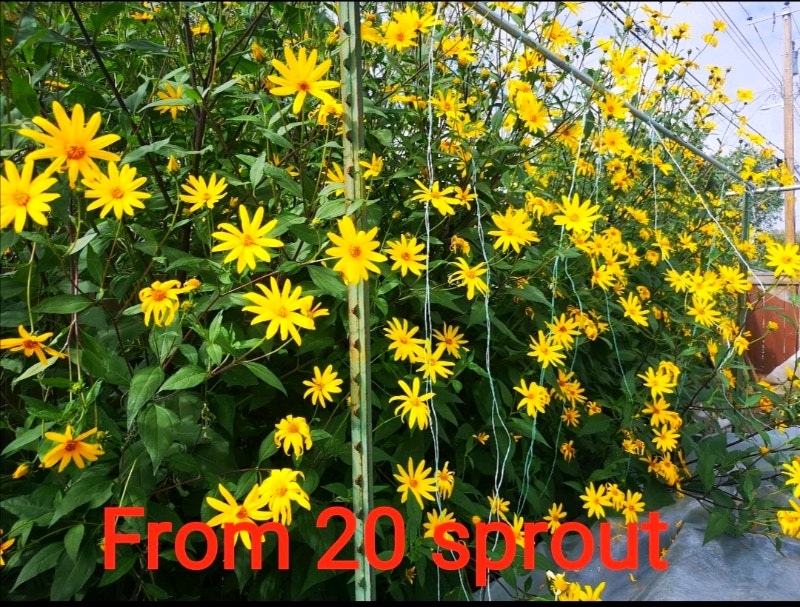 Sunchoke, Jerusalem artichoke, sunroot Plants, Fertilizer & Soil