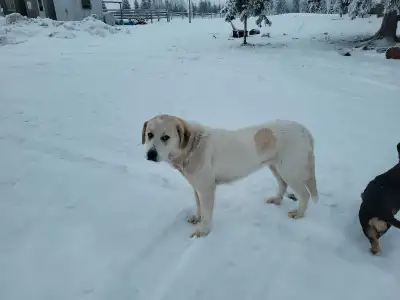 dog for sale, View more