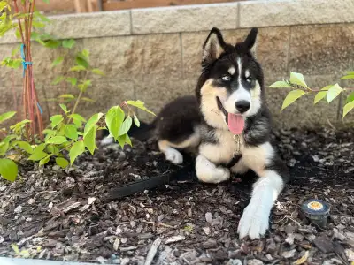 For Sale: 6-Month-Old Purebred Blue-Eyed  Siberian Husky, View more