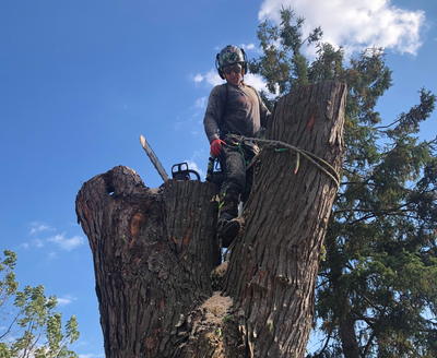TREE REMOVAL TREE PRUNING, View more