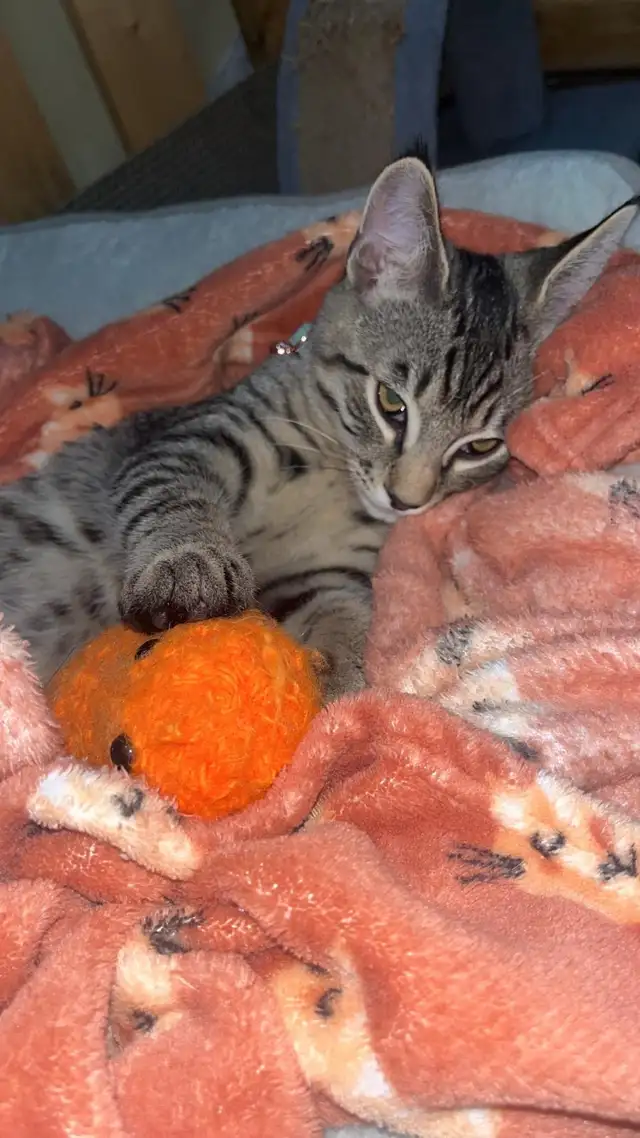 Two 3 month old Kittens  in Cats & Kittens for Rehoming in Williams Lake - Image 3