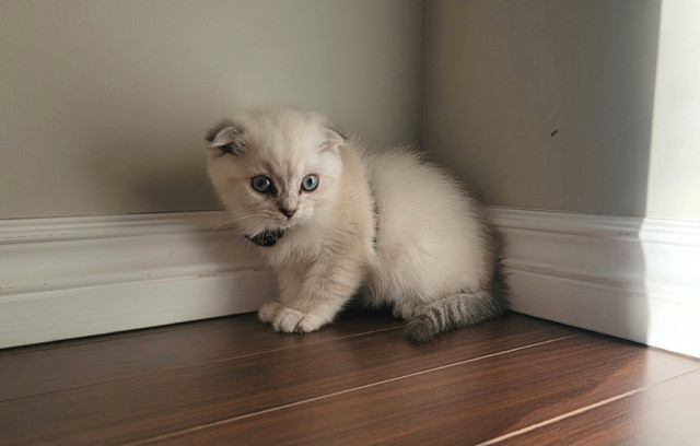 Scottish Fold White and Grey Female Kitten in Cats & Kittens for Rehoming in Edmonton - Image 4