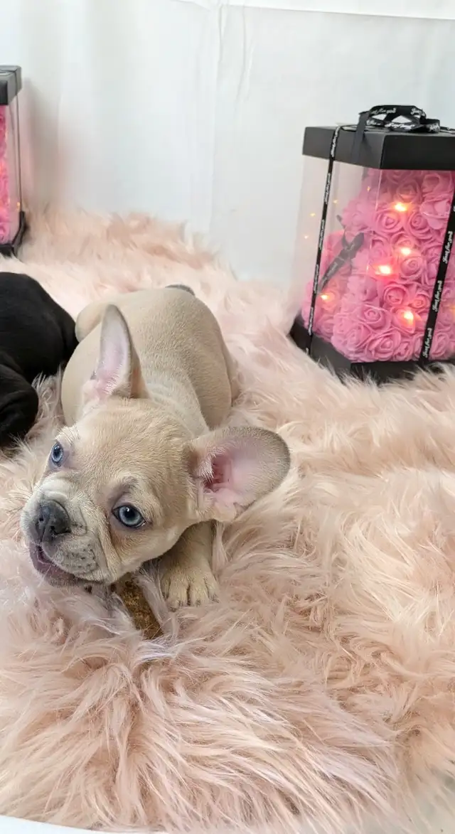 French Bulldogs for sale (fluffy carrier) low shed in Dogs & Puppies for Rehoming in Calgary - Image 4