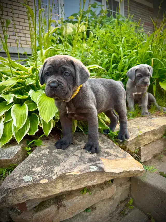 Cane Corso in Dogs & Puppies for Rehoming in City of Montréal - Image 15