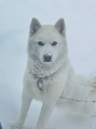 3 year old female pomeranian/husky, View more