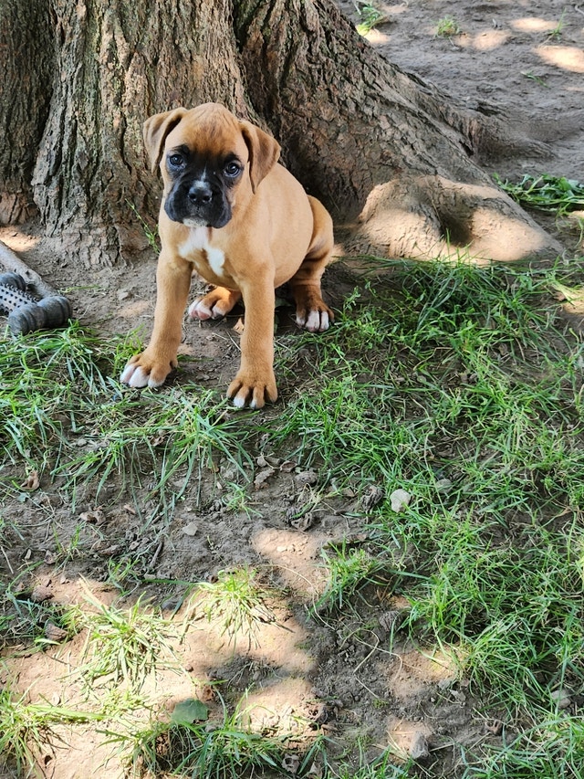 Boxer Puppies Ready to go Dogs & Puppies for Rehoming London Kijiji