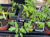 Various tomato plants - pick up in west galt