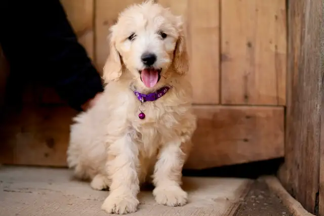 Goldendoodle Puppies in Dogs & Puppies for Rehoming in Mississauga / Peel Region - Image 10