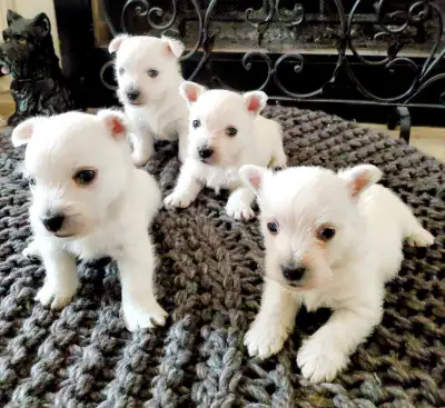 Gorgeous litter of westies , View more
