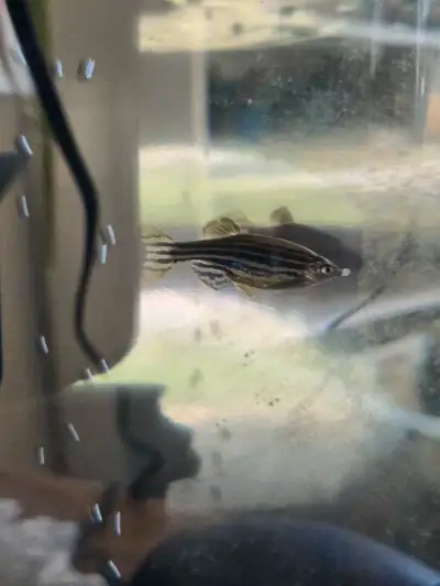 Zebra danio fish for rehoming , Voir plus