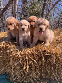 Golden Retriever Puppies 