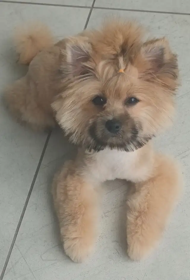 GOLDEN Yorkshire terrier 4 month girl BONNIE! in Dogs & Puppies for Rehoming in City of Toronto - Image 8