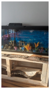 2 - 50 gallon fish tanks