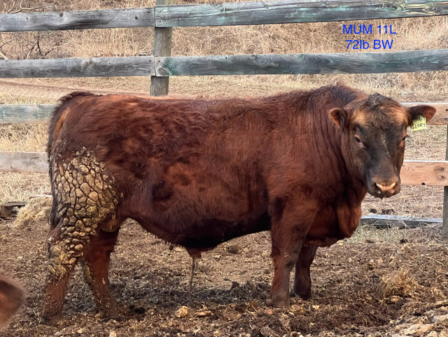 Just one heifer bull left - red angus  in Livestock in Williams Lake
