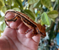 Tricolor crested gecko 