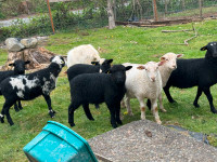 Lambs Sheep