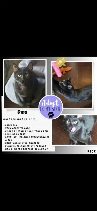 Dino—cat for adoption!, View more