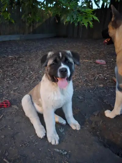 Purebred Akita Puppies, View more