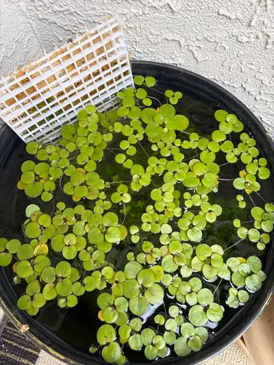 red roots floaters , View more