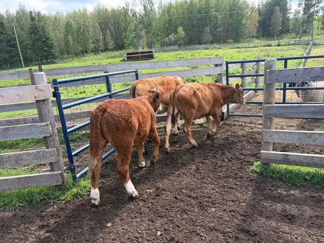 January born steer/heifer calves - Simmental sire in Livestock in Red Deer - Image 3
