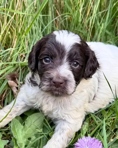  chocolate and white female Cockapoo puppy, View more