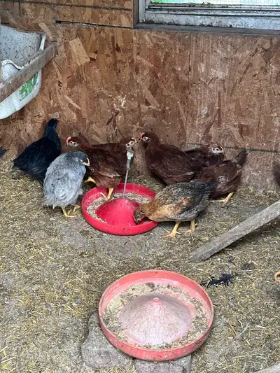 Baby chicks for sale , View more