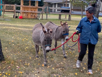 Mini donkey for sale
