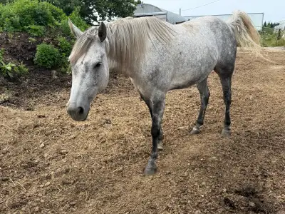 6yr old AQHA mare, View more