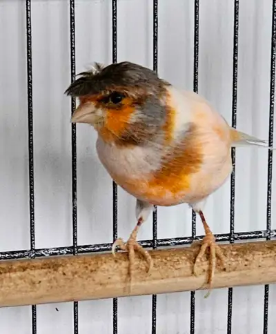 male canary harlequin gloster, View more
