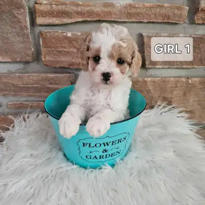 Cockapoo Puppies - only 1 tiny female left!, View more