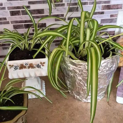 VARIEGATED SPIDER PLANTS, View more
