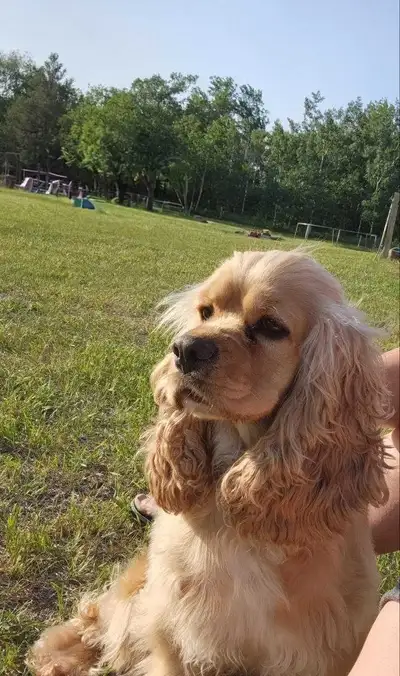 Cocker Spaniel Female (Pending Pick-Up), View more