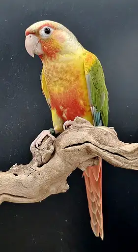 CONURE PINEAPPLE DOUBLE FACTEUR ROUGE DISPONIBLES, View more