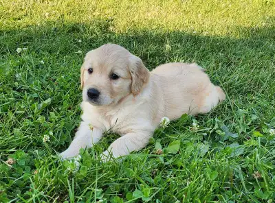 Golden Retriever Puppies, View more